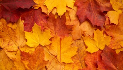 Fototapeta premium Close-ups of autumn leaves (flat lay, textures, patterns for backgrounds)