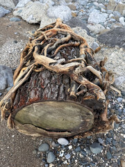 Driftwood tree log with exposed roots on rocky beach, shaped by sea and weather.