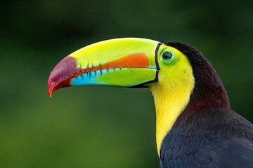 toucan in the zoo