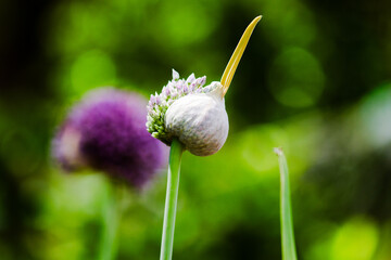 Close-up flower bud