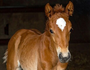 Obraz premium Adorable Chestnut Foal in Stable Setting