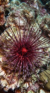 Centrostephanus asteriscus Sea Urchin Underwater, Exploring Marine Biodiversity

