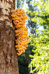 Vibrant orange and yellow "Chicken of the Woods" mushroom (Laetiporus sulphureus) growing on the side of a tree trunk in a sunlit forest setting, showcasing its distinctive shelf-like structure.