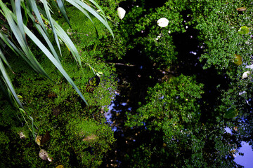 rzęsa wodna, woda, las, rośliny, zieleń,mech © Estera
