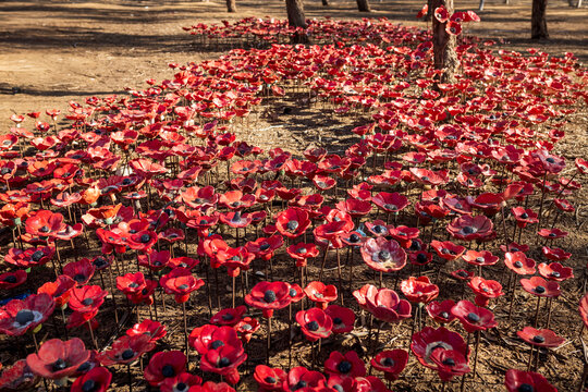 Re'im, Israel &ndash; 5 June 2025 Red poppy memorial installation honoring the victims of the NOVA Festival terrorist attack  near Gaza