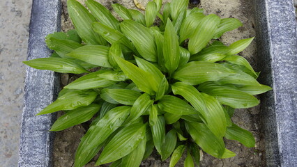 Obraz premium Hosta plant in outdoor flower bed, lush green leaves