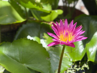 Beautiful lotus flowers bloom in the pond.