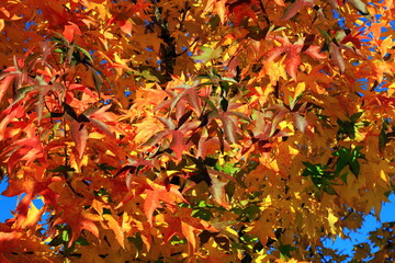 Japanese maple, palmate, autumn tree with yellow, red, orange, leaves, autumn landscape. Japanese maple in leaf fall.