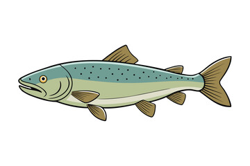 fish on white background