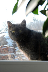 A black curious cat sitting outdoors and looking inside a house through a dirty window, a frame made of green leaves