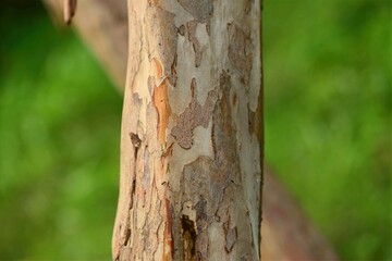 Lagerstroemia indica, called Baerong tree, blooms for 100 days in summer with red crinkled flowers. Its smooth multicolored bark makes it a popular ornamental tree in gardens and streets.