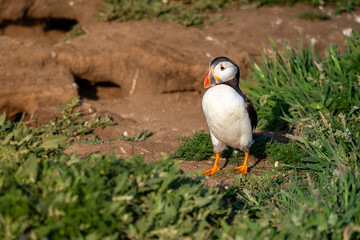 Adult puffins close to their burrows as sunset
