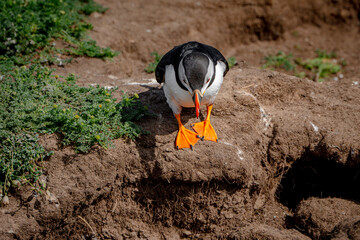 Don't look down. A puffin peers over the edge of a burrow, Wales