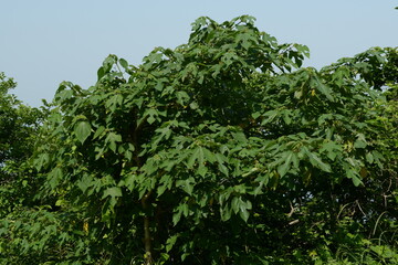 Broussonetia papyrifera, called Kkujina tree, is a mulberry family tree about 10m tall. Native to Asia, it grows in China, Korea, Japan, and Southeast Asia with ecological and cultural value.
