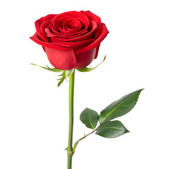 Fototapeta premium A single, perfect red rose on a transparent background.