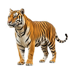 Naklejka premium Majestic tiger isolated on transparent background