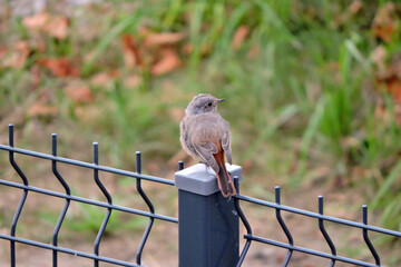 A portrait of a juvenile female common redstart sitting on a metal pole, blurred background