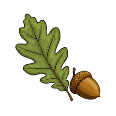 A detailed illustration of an acorn and an oak leaf, featuring vibrant colors and intricate details. This image represents the beauty and simplicity of nature.