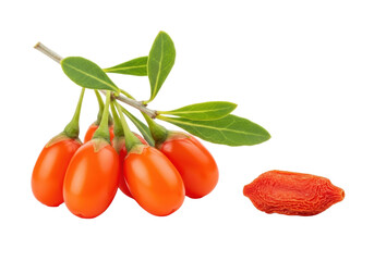 Macro shot of vibrant fresh goji berries on a green branch next to a single dried goji berry, on a transparent background with copy space, concept of natural health and purity