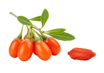 Macro shot of vibrant fresh goji berries on a green branch next to a single dried goji berry, on a transparent background with copy space, concept of natural health and purity