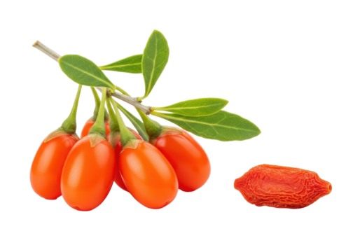 Macro shot of vibrant fresh goji berries on a green branch next to a single dried goji berry, on a transparent background with copy space, concept of natural health and purity