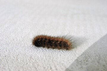 A close-up of a ruby tiger moth fuzzy caterpillar, white background