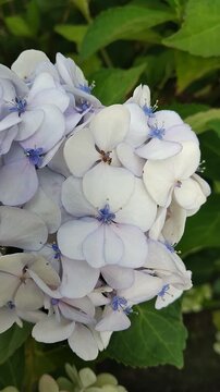 Hydrangea macrophylla Mad. Emile Mouill&egrave;re with snow-white and blue flowers. Natural background. Care of plants and flowers in the garden or in the park