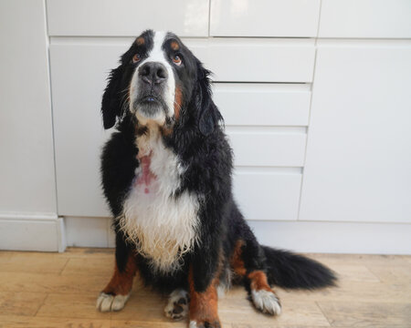 Sad Bernese Mountain Dog, large red hot spot on his neck 