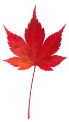 Vibrant Red Maple Leaf Autumnal Beauty.