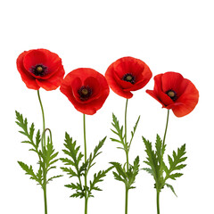 Fototapeta premium Four vibrant red poppies isolated on black background.