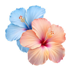 Naklejka premium Two hibiscus flowers in pastel blue and peach. Perfect for spring and summer designs.
