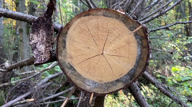 Sawn-down tree trunk lying in the forest. Cutting down old diseased trees. Smooth cut with annual tree rings closeup