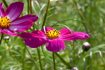 Flower field. Pink Garden Cosmos, Mexican aster or cosmea Flowers is summer garden. Bright floral field of pink flowers for background, post, screensaver, wallpaper, postcard, banner, cover, website
