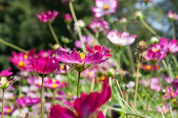 Flower field. Pink Garden Cosmos, Mexican aster or cosmea Flowers is summer garden. Bright floral field of pink flowers for background, post, screensaver, wallpaper, postcard, banner, cover, website