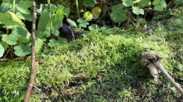 Moss in the forest. Sphagnum moss closeup