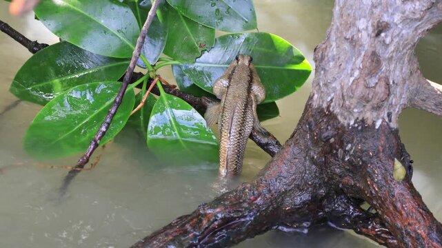 Footage of a Mudskipper Resting on the Mangrove Tree branch on the seawater surface, Gulf of Thailand