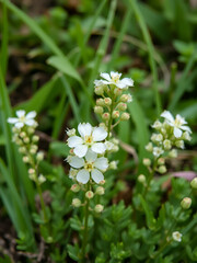 Rock samphire Crithmum maritimum flowering succulent plants in lush green nature background with selective focus for botanical design