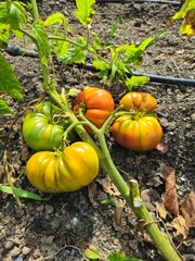 Heirloom tomatoes harvest in the box. Summer vegetable garden. Growing red fresh tomatoes on the farm. Ripe red tomatoes on plant. Tomatoes growing on bush in garden. Dewy red on twig.