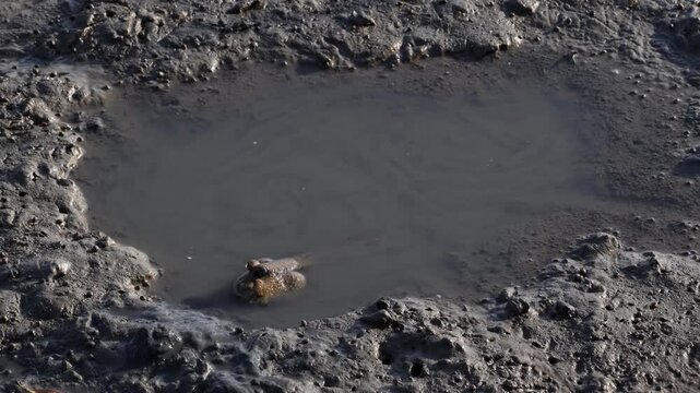 Footage of a Mudskipper Relaxing in a puddle of Mangrove forest, Gulf of Thailand