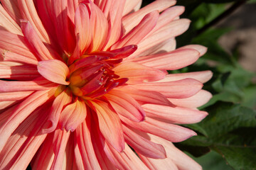 Bright Pink flower. Chrysanthemum flowers. Garden chrysanthemum. Chrysanthemum flowers bloom in autumn in garden. Flowers for background, post, screensaver, wallpaper, postcard, banner, cover, website