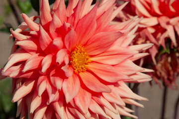 Bright Pink flower. Chrysanthemum flowers. Garden chrysanthemum. Chrysanthemum flowers bloom in autumn in garden. Flowers for background, post, screensaver, wallpaper, postcard, banner, cover, website