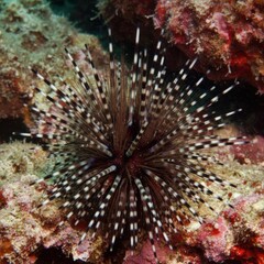 Close-up View of Echinothrix diadema, Researching Marine Invertebrate Life

