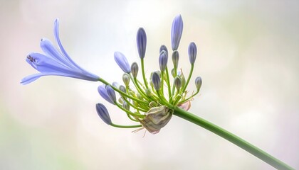 Close-up of a delicate light purple flower