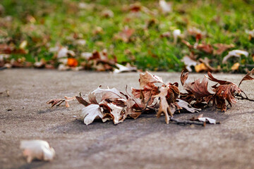 Summer to Autumn. Background with copy space. Crisp fall leaves, a tapestry of russet and gold, rest upon the cool concrete during the change of seasons.
