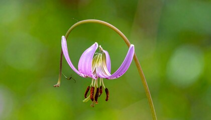 Close-up of a delicate, light purple flower (1)