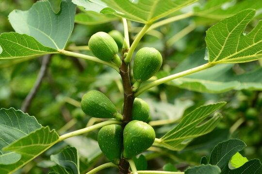 Ficus carica, known as fig tree, is a deciduous shrub of the mulberry family. Its fruits are enclosed flowers, and its leaves and stems release milky sap. Grown in Korea and the Mediterranean.