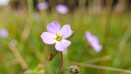 Close-up of a delicate, light purple flower