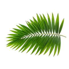 Fototapeta premium Untitled design - tropical nature green palm leaf isolated on transparent pattern background png file