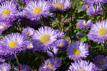 Soft violet flower. Beautiful aster flowers background. Purple aster flower carpet in garden for background, post, screensaver, wallpaper, postcard, banner, cover, website