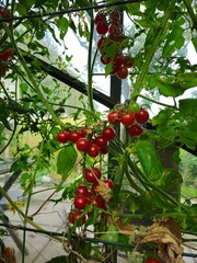 In the garden, cherry tomatoes grow in open ground. Fresh ripe red tomatoes plant growth in organic greenhouse garden ready to harvest. Image of fresh and delicious tomatoes. Cherry tomatoes in a gard
